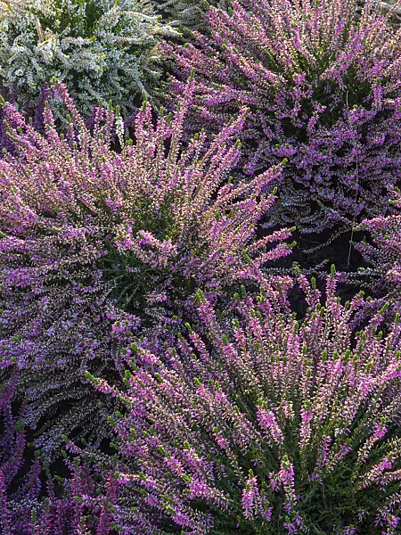 406026 - Common heather (Calluna vulgaris 'Anette')