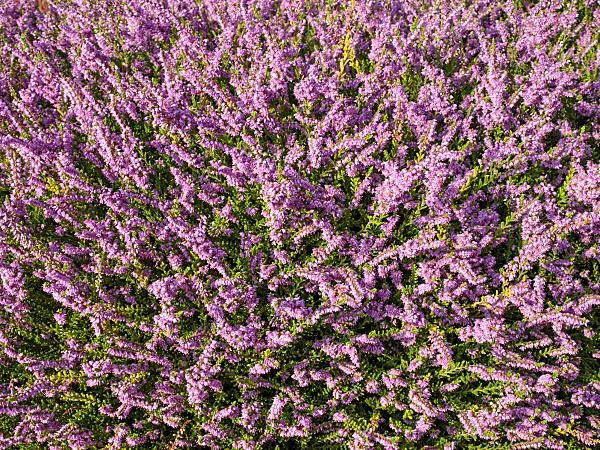 464028 - Common heather (Calluna vulgaris 'Barnett Anley')