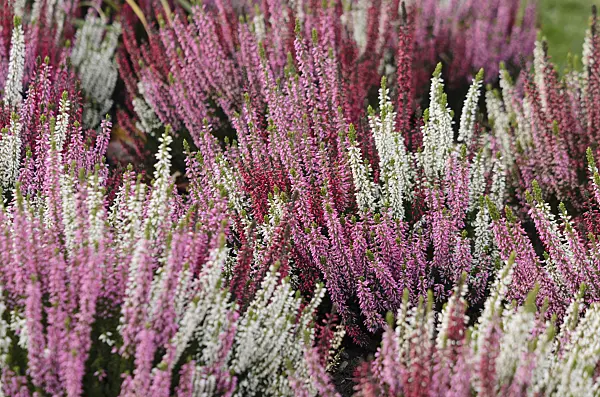 573032 - Common heather (Calluna vulgaris 'Beauty Ladies')