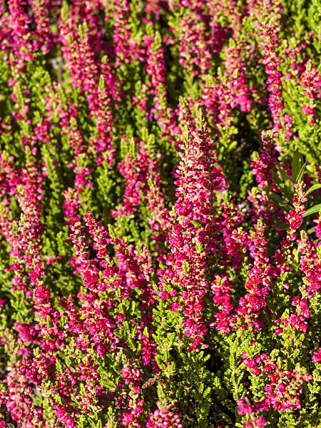 464014 - Common heather (Calluna vulgaris 'Dark Beauty')