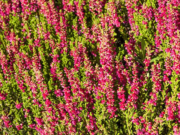 464015 - Common heather (Calluna vulgaris 'Dark Beauty')