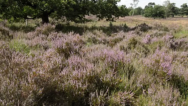 511288 - Common heather (Calluna vulgaris), De Meinweg National Park, Netherlands