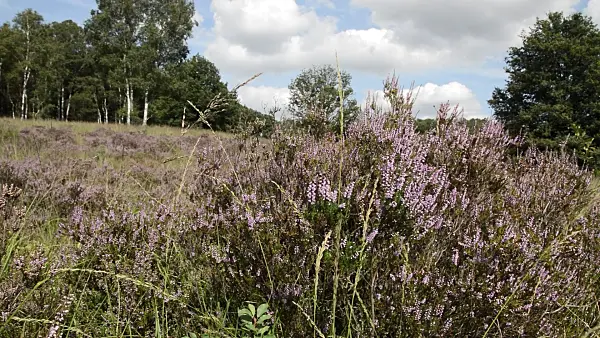 511291 - Common heather (Calluna vulgaris), De Meinweg National Park, Netherlands