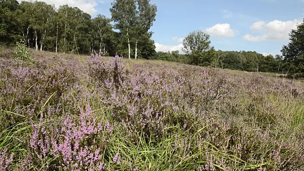 511295 - Common heather (Calluna vulgaris), De Meinweg National Park, Netherlands
