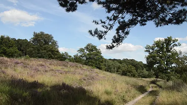511296 - Common heather (Calluna vulgaris), De Meinweg National Park, Netherlands