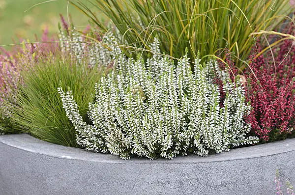 525063 - Common heather (Calluna vulgaris 'Garden Girls')