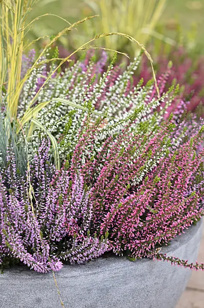 525064 - Common heather (Calluna vulgaris 'Garden Girls')
