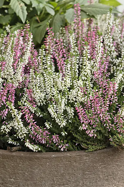 525326 - Common heather (Calluna vulgaris 'Garden Girls')
