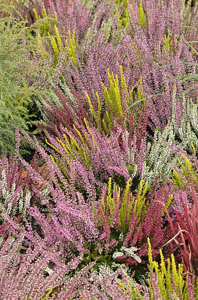 573028 - Common heather (Calluna vulgaris 'Garden Girls')