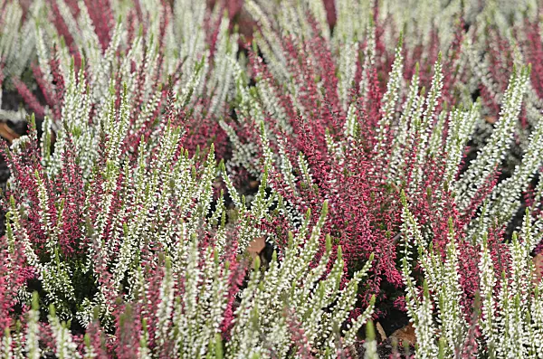 573029 - Common heather (Calluna vulgaris 'Garden Girls')