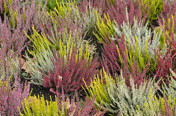 573031 - Common heather (Calluna vulgaris 'Garden Girls')