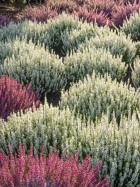 418021 - Common heather (Calluna vulgaris 'Garden Girls Alicia')