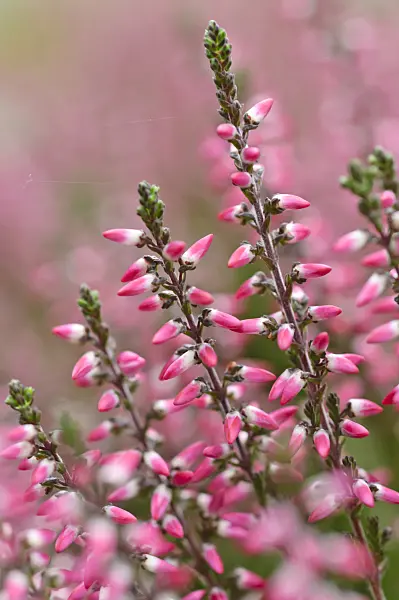 489008 - Common heather (Calluna vulgaris 'Garden Girls Athene')