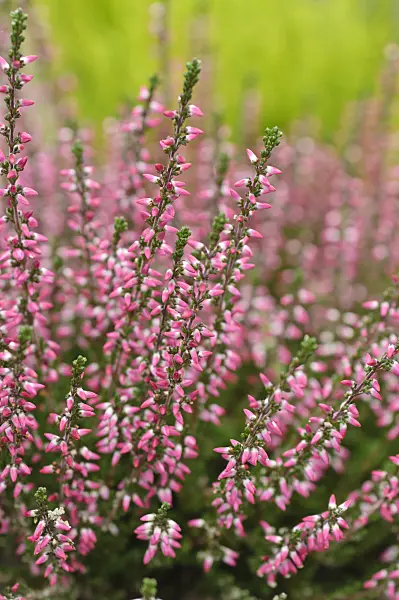 489013 - Common heather (Calluna vulgaris 'Garden Girls Athene')