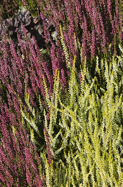 547381 - Common heather (Calluna vulgaris 'Garden Girls Sandy' and Calluna vulgaris 'Rote Schlesierperle')