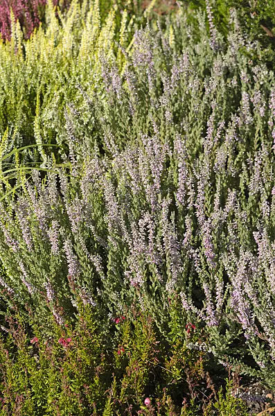 547382 - Common heather (Calluna vulgaris 'Garden Girls Silvana')