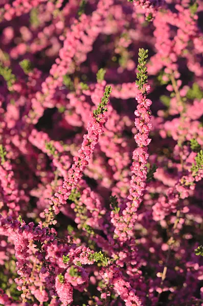 549020 - Common heather (Calluna vulgaris 'Hatjes Herbstfeuer')