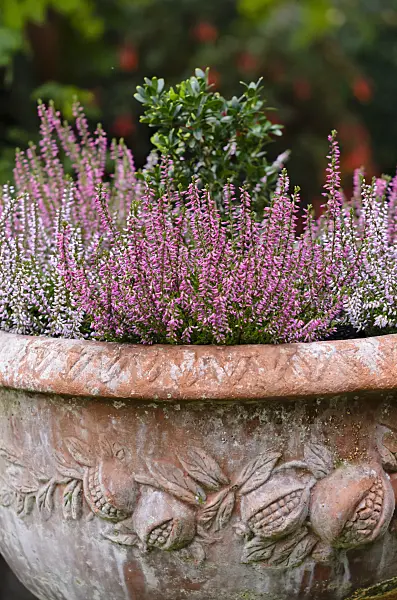 524185 - Common heather (Calluna vulgaris) in a flower tub
