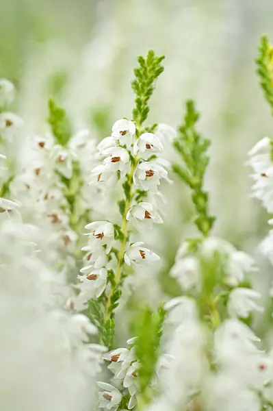 489007 - Common heather (Calluna vulgaris 'Kerstin Jacke')