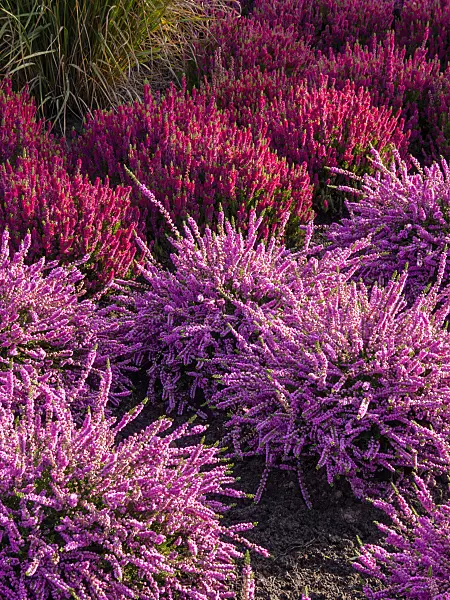 418020 - Common heather (Calluna vulgaris 'Moritz' and Calluna vulgaris 'Dark Beauty')