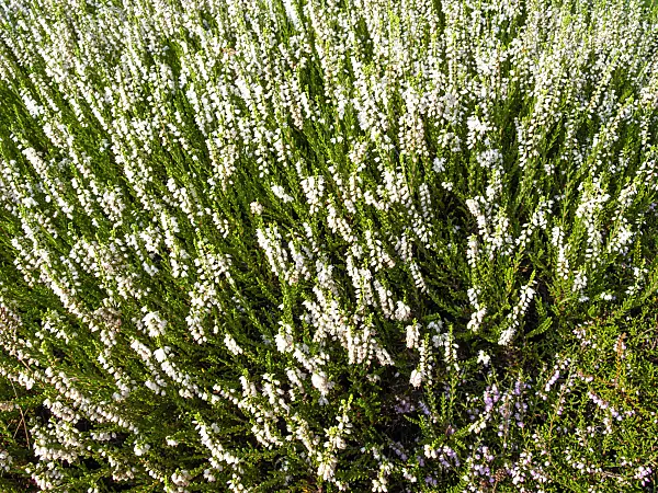 464029 - Common heather (Calluna vulgaris 'Serlei')
