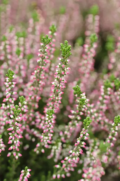 489011 - Common heather (Calluna vulgaris 'Siska')