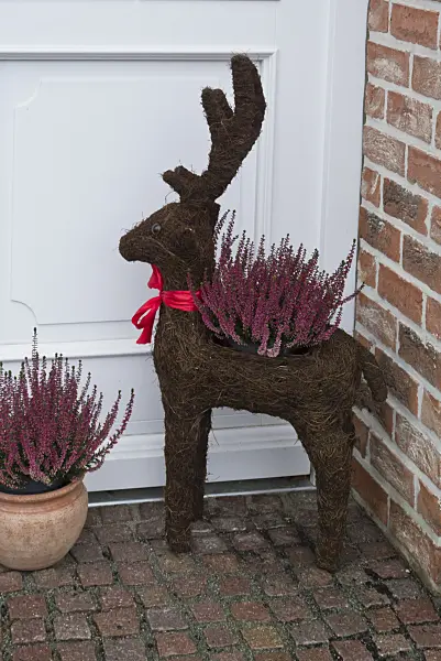 527027 - Common heather (Calluna vulgaris) with Christmas decoration