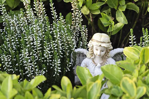 466046 - Common heather (Calluna vulgaris) with figure of the angel