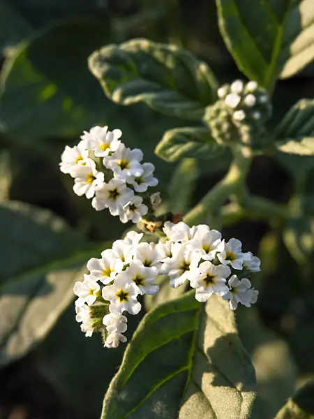 461150 - Common heliotrope (Heliotropium europaeum)