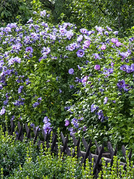 428091 - Common hibiscus (Hibiscus syriacus)
