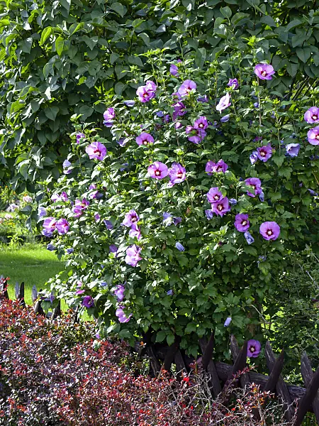 428093 - Common hibiscus (Hibiscus syriacus)