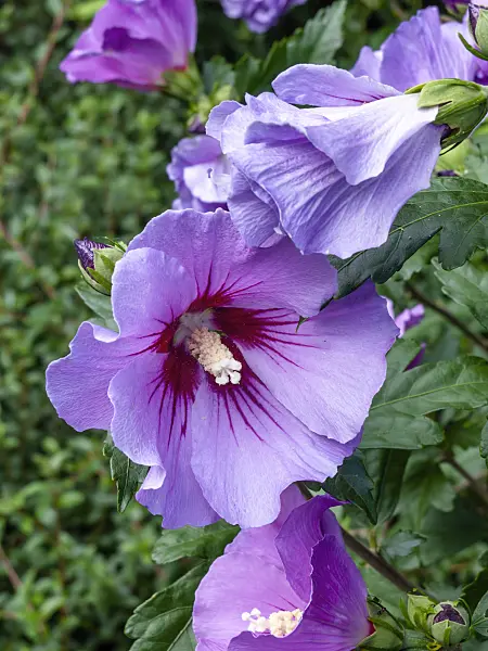 428217 - Common hibiscus (Hibiscus syriacus)