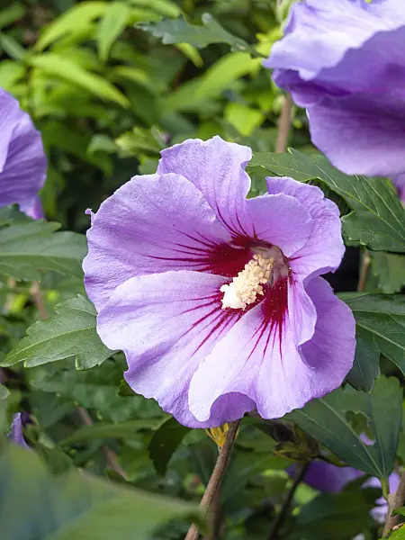 428218 - Common hibiscus (Hibiscus syriacus)