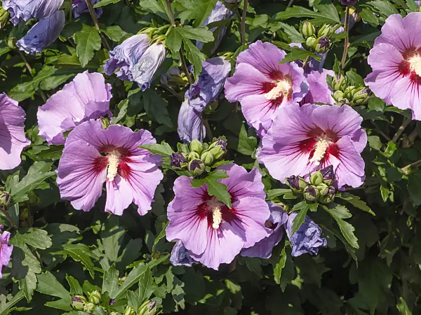 462192 - Common hibiscus (Hibiscus syriacus)