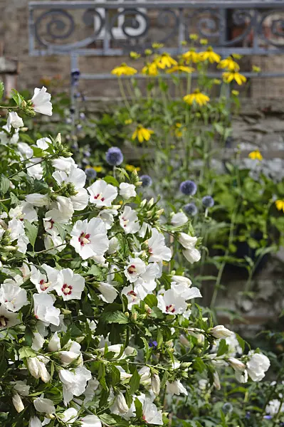 474349 - Common hibiscus (Hibiscus syriacus)
