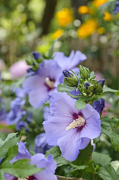 474358 - Common hibiscus (Hibiscus syriacus)