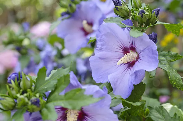 474359 - Common hibiscus (Hibiscus syriacus)