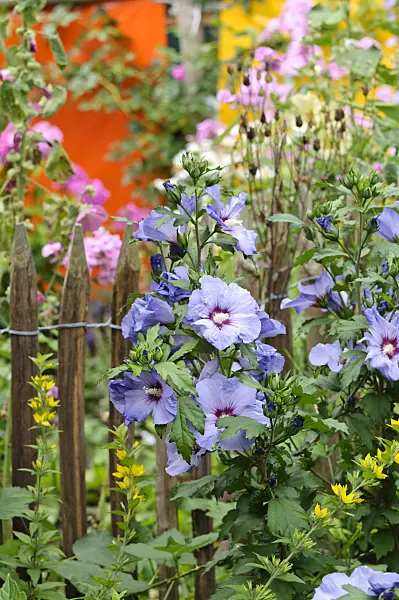 474364 - Common hibiscus (Hibiscus syriacus)