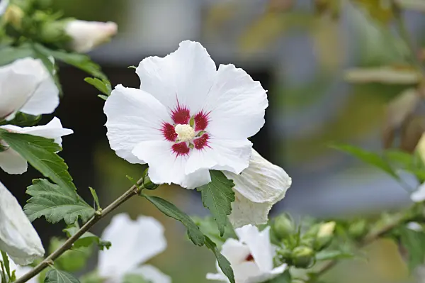 474376 - Common hibiscus (Hibiscus syriacus)