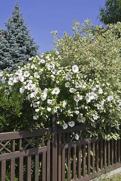 547024 - Common hibiscus (Hibiscus syriacus)