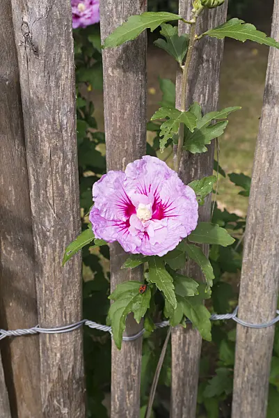 573076 - Common hibiscus (Hibiscus syriacus) at a wooden fence
