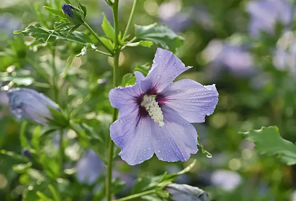 471398 - Common hibiscus (Hibiscus syriacus 'Blue Bird')