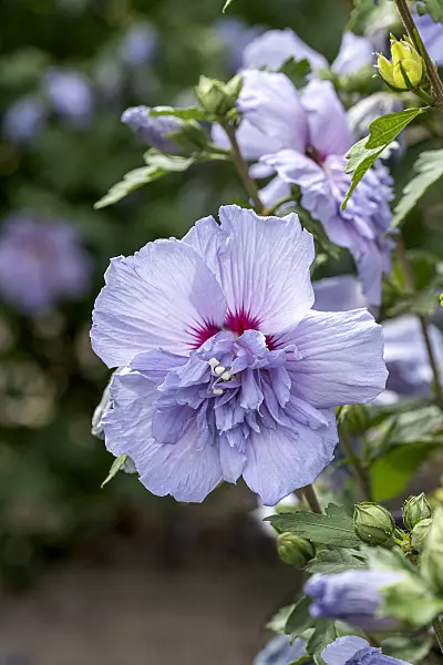 607081 - Common hibiscus (Hibiscus syriacus 'Blue Chiffon')