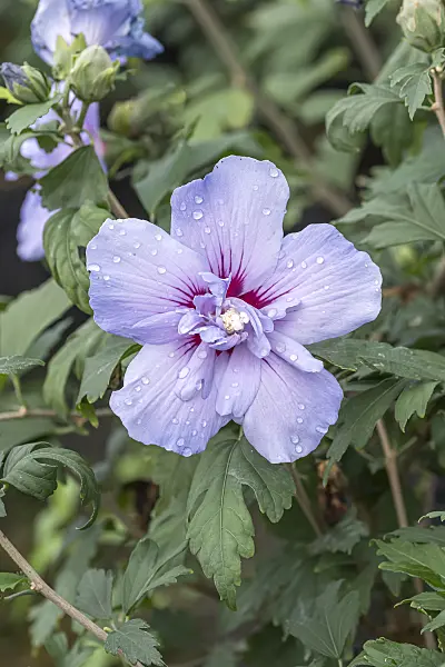 638118 - Common hibiscus (Hibiscus syriacus 'Blue Chiffon')