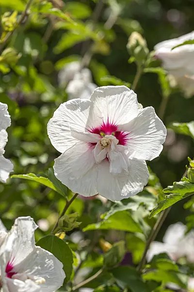 607082 - Common hibiscus (Hibiscus syriacus 'China Chiffon')