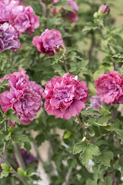 638117 - Common hibiscus (Hibiscus syriacus 'Duc de Brabant')