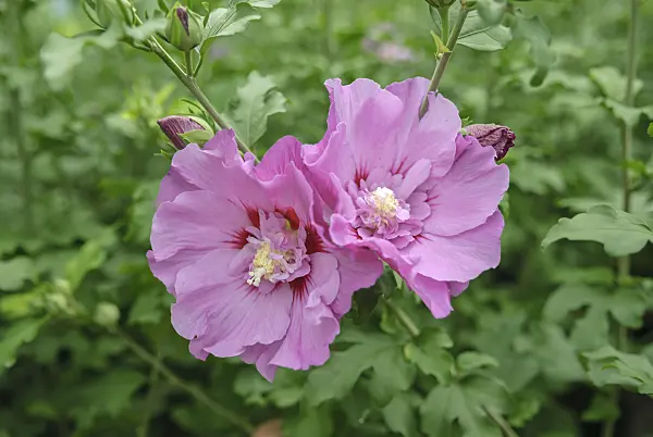 517189 - Common hibiscus (Hibiscus syriacus 'Eruption')