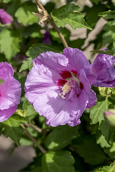 607083 - Common hibiscus (Hibiscus syriacus 'Eruption')