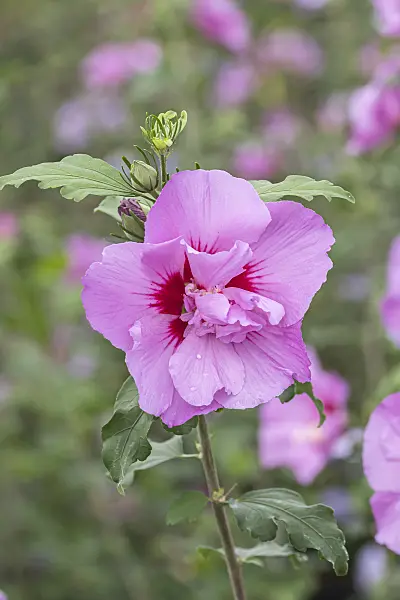 638119 - Common hibiscus (Hibiscus syriacus 'Eruption')