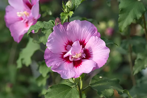 664181 - Common hibiscus (Hibiscus syriacus 'Eruption')